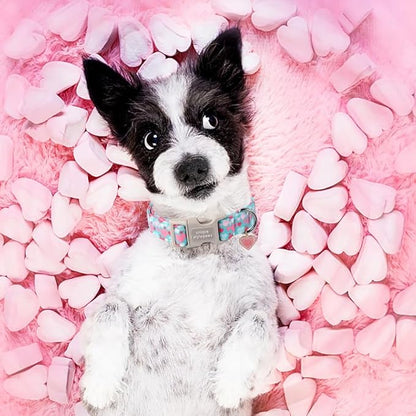Unique style paws Valentine's Day Dog Collar Plastic Buckle Collar with Pendant Colorful Love Heart Gift Wedding Small Medium Large Boys Girls Dogs