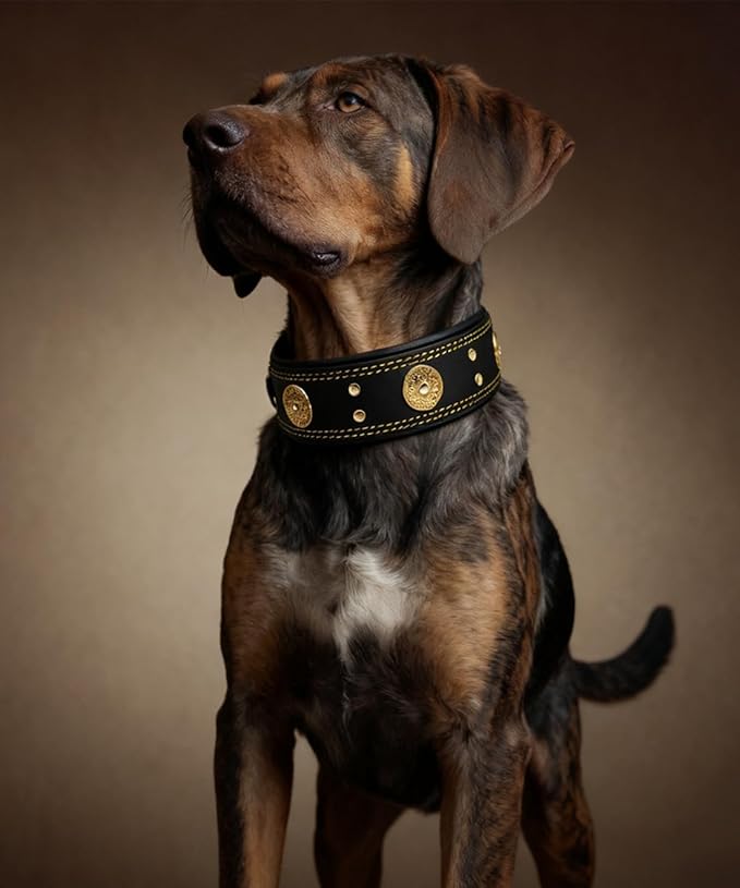 Leather Dog Collar, 2 inches Wide Heavy Duty Genuine Leather Collars, Handmade, Soft, and Luxury, Eye-catching Best Choice for Large and Medium Breed Dogs, Black-Gold 15-19 ins