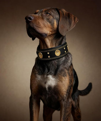 Leather Dog Collar, 2 inches Wide Heavy Duty Genuine Leather Collars, Handmade, Soft, and Luxury, Eye-catching Best Choice for Large and Medium Breed Dogs, Black-Gold 15-19 ins