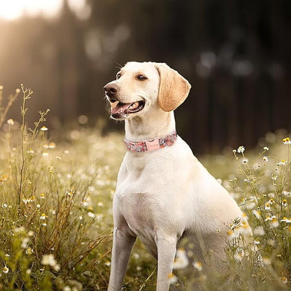 Unique style paws Dog Collar Metal Buckle Pink Rose Collar Flower Gift Durable Cute Collar for Small Medium Large Boys Girls Dogs