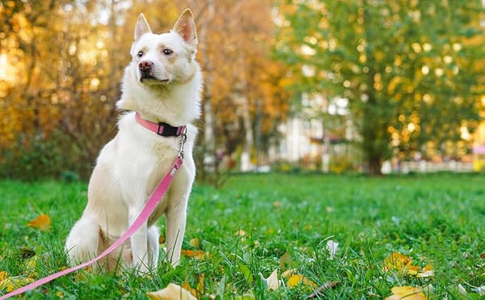 Basic Dog Leashes 6 FT Padded Handle Nylon Dogs Leashes for Small Dogs Pink