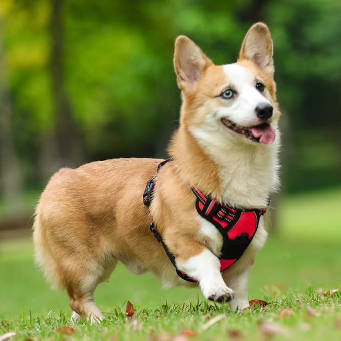 rabbitgoo Dog Harness No Pull with 2 Leash Clips, Adjustable Soft Padded, Reflective Oxford No Choke Pet Vest with Easy Control Handle for Medium Sized Dogs, Red, M