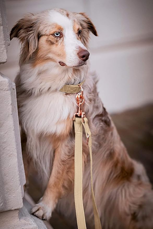 Soft Leather Dog Collar and Leash (6.6') Set - Stylish Rose Gold Heavy Duty Metal Buckle, 4 Adjustable Lengths Leash for Small Medium Large Dogs - Comfortable & Easy to Clean Beige M(13.8"-19.7")