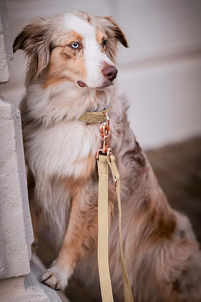 Soft Leather Dog Collar and Leash (6.6') Set - Stylish Rose Gold Heavy Duty Metal Buckle, 4 Adjustable Lengths Leash for Small Medium Large Dogs - Comfortable & Easy to Clean Beige M(13.8"-19.7")