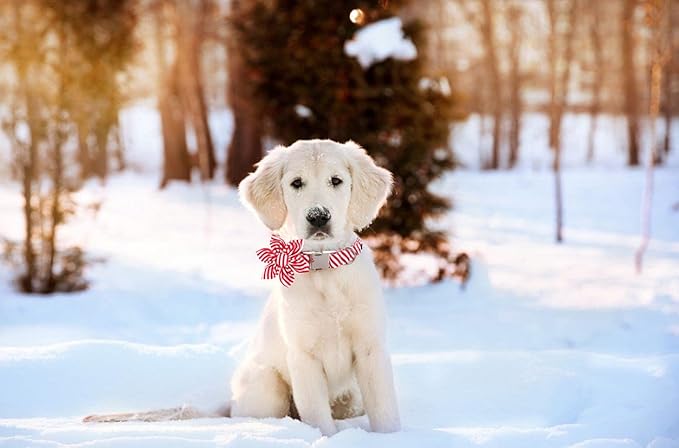 Lionet Paws Dog Collar with Flower, Soft and Comfortable, Adjustable Collar for Small Dogs Girl, Neck 10-16 inches
