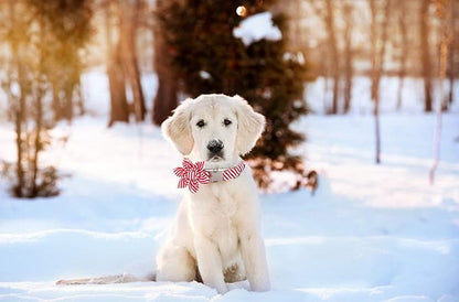 Lionet Paws Dog Collar with Flower, Soft and Comfortable, Adjustable Collar for X-Large Dogs Girl, Neck 16-26 inches