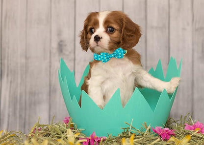 ARING PET Easter Dog Collar with Bow, Cute Adjustable Blue Chick Bowtie Pet Collars with Metal Buckle for Puppy Small Medium Large Boy Girl Dogs-XL