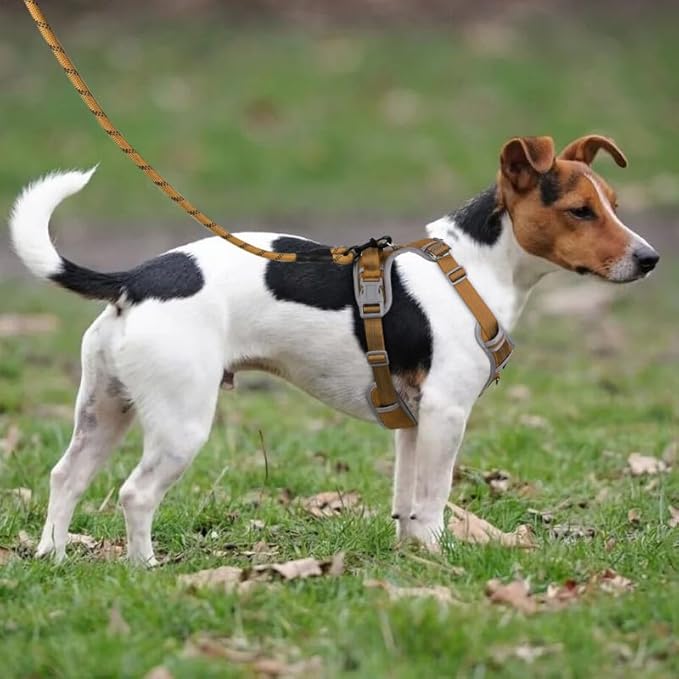 Paawpal Adjustable Dog Harness - No Pull, Reflective, Soft Padded for Small, Medium, Large Dogs - Includes Leash Beige L