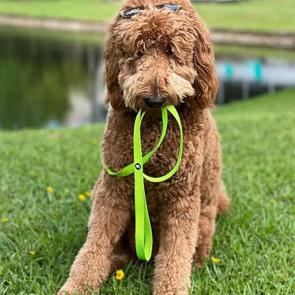 Blueberry Pet Essentials Highlighter Yellow Dog Leash for Small -5' * 5/8" Dogs | Heavy Duty Nylon Lead | Lightweight Puppy & Cat Leash for Walking & Training