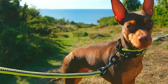TRUE LOVE Reflective Dog Leash Puppy Walking Lead, Padded Pet Chain Rope，Length 110cm TLL2111(Neon Yellow,M)