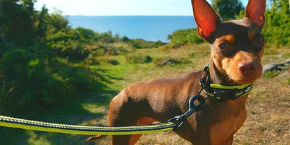 TRUE LOVE Reflective Dog Leash Puppy Walking Lead, Padded Pet Chain Rope，Length 110cm TLL2111(Neon Yellow,M)