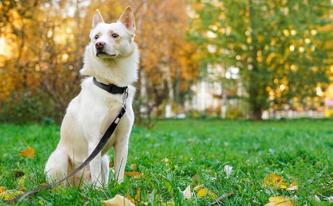 Basic Dog Leashes 6 FT Padded Handle Nylon Dogs Leashes for Medium Dogs Black