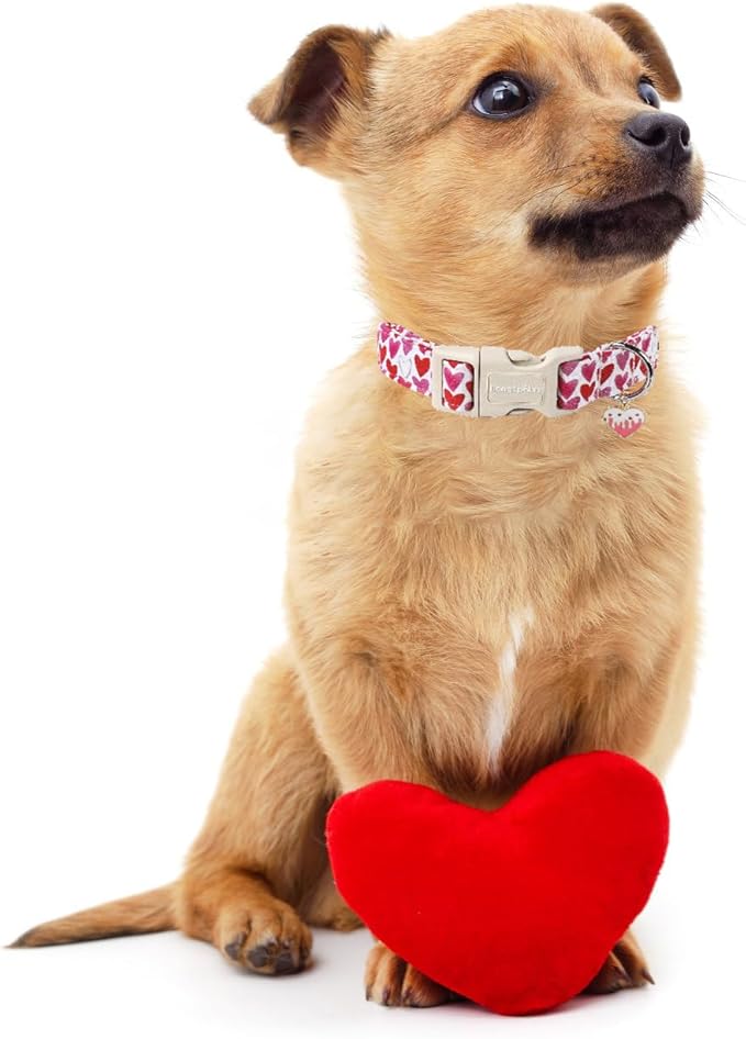 Lionet Paws Valentine's Dog Collar- Cute Love Heart Dog Collars with Plastic Buckle, Light Adjustable Dog Collars for Small Dogs