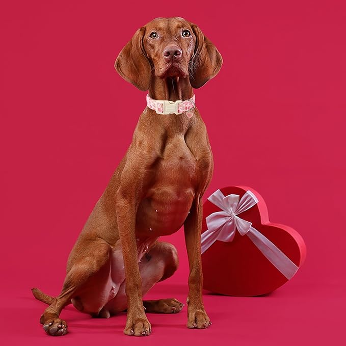 DOGWONG Pink Heart Valentine Dog Collar, Medium, Soft, Adjustable, Cute, for Small to Large Dogs