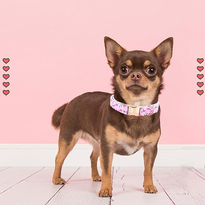 Lionheart glory Valentine's Day Collar, Flamingos Print Dog Dog Collar for Small Pink Dog Collars Spring Female Pet Gift Adjustable Heavy-Duty Dog Collar Holiday