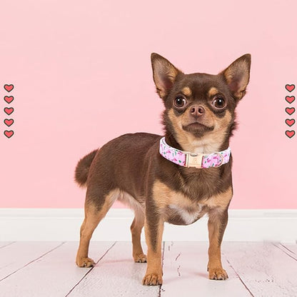 Lionheart glory Valentine's Day Collar, Flamingos Print Dog Collar for X-Small Pink Dog Collars Spring Female Pet Gift Adjustable Heavy-Duty Puppy Collar Holiday