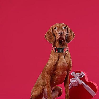 Elegant little tail Valentine's Dog Collar, Red Heart Dog Collars Female or Male Adjustable Cotton Pet Collar with Quick Release Buckle for Small Medium Large Dogs