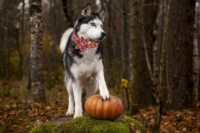 Lionet Paws Dog Collar with Flower, Halloween Flower Collar for Dog,Adjustable Comfortable Dog Collar Gift for Puppy Small Medium Large Dog
