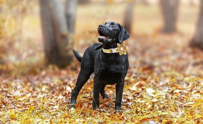 Lionet Paws Dog Collar with Flower, Soft and Comfortable, Adjustable Collar for Large Dogs Girl, Neck 16-24 inches