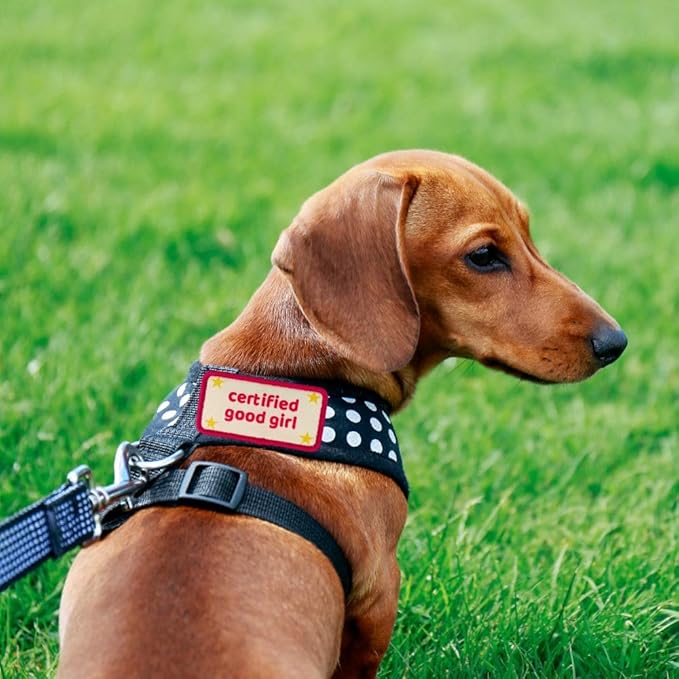 Certified Good Boy Girl Dog Harness Patches | Hoop & Loop Funny Cute Dogs Patch for Removable Vest Collar Tactical Working Moral Training Tracking Service Dog Doggie Pet Embroidery Accessories (Boy)