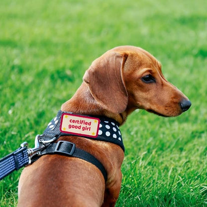 Certified Good Boy Girl Dog Harness Patches | Hoop & Loop Funny Cute Dogs Patch for Removable Vest Collar Tactical Working Moral Training Tracking Service Dog Doggie Pet Embroidery Accessories (Boy)