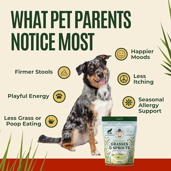 Gussy's Gut Youthful Grasses & Sprouts Dog Gut & Digestive Health Supplement- Human Grade Fermented Ingredients- Super Greens, Pre/Post & Probiotic All in One - Maintain Protocol