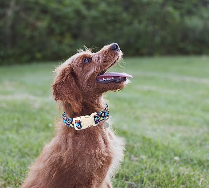DOGWONG Cotton Dog Collar, Blue Dinosaur Dog Collar for Small Medium Large Dogs