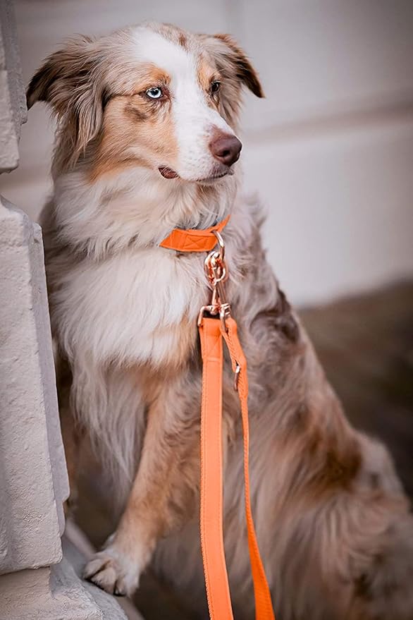 Soft Leather Dog Collar and Leash (6.6') Set - Stylish Rose Gold Heavy Duty Metal Buckle, 4 Adjustable Lengths Leash for Small Medium Large Dogs - Comfortable & Easy to Clean Orange XS(8"-12")