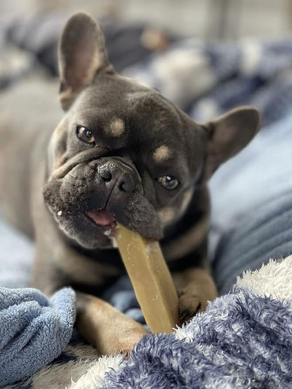 Bully Bunches Small Authentic Yak Cheese Himalayan Chews for Small Dogs & Puppies - All Natural Dog Treat Dental Chews, Made with Real Yak Milk for Teething - Lactose & Rawhide Free (6 Pk)
