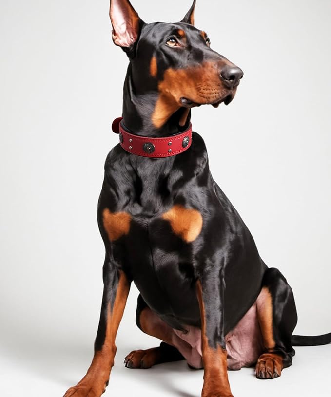 Leather Dog Collar, 2 inches Wide Heavy Duty Genuine Leather Collars, Handmade, Soft, and Luxury, Eye-catching Best Choice for Large and Medium Breed Dogs, Red 21-25 inches