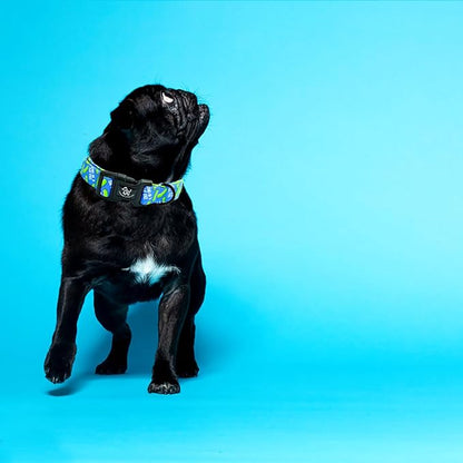 Elegant little tail Dog Collar, Pet Collar Blue Puppy Collar Plastic Durable Holiday Female or Male Cotton Adjustable Pet Collar with Quick Release Buckle for Small Dogs