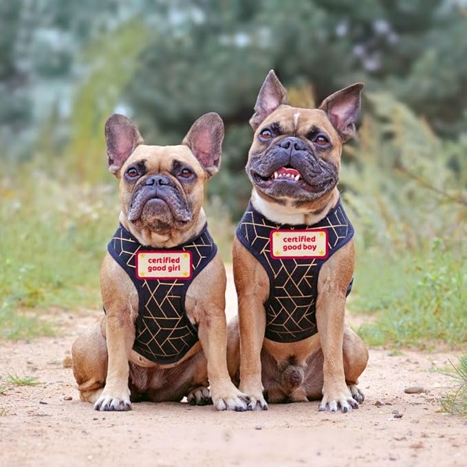 Certified Good Boy Girl Dog Harness Patches | Hoop & Loop Funny Cute Dogs Patch for Removable Vest Collar Tactical Working Moral Training Tracking Service Dog Doggie Pet Embroidery Accessories (Boy)