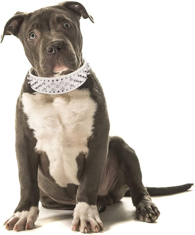 Hoot PU Leather Adjustable Spiked Studded Dog Collar 2" Wide 43 Spikes (L(Neck 21"-24"), White)