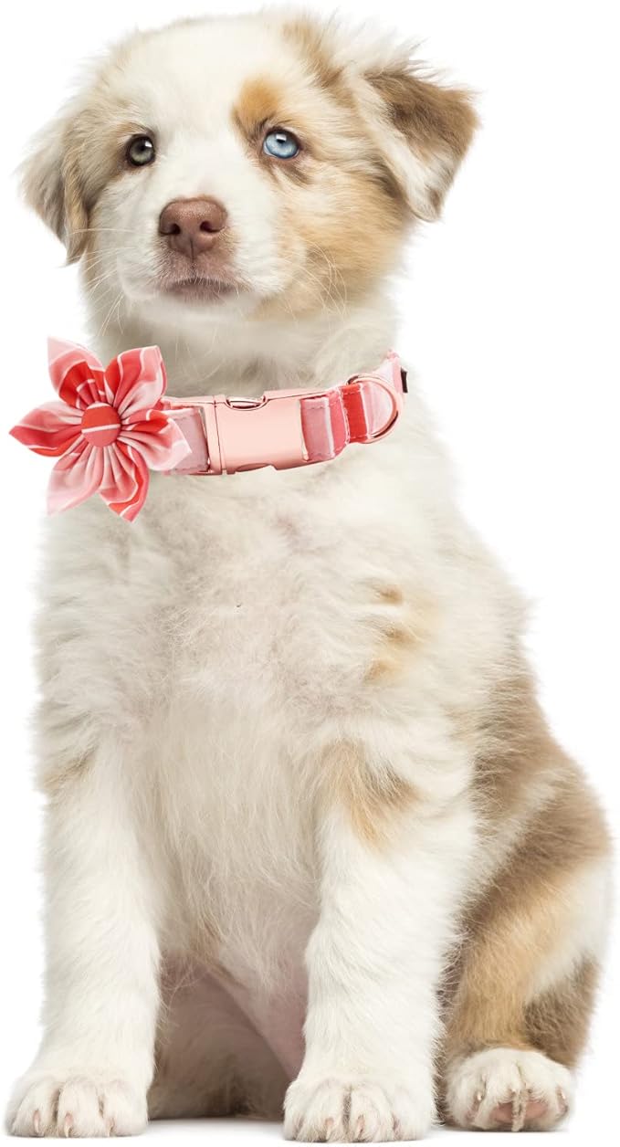 Lionet Paws Dog Collar with Flower, Soft and Comfortable, Adjustable Collar for X-Large Dogs Girl, Neck 16-26 inches