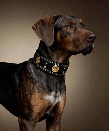 Leather Dog Collar, 2 inches Wide Heavy Duty Genuine Leather Collars, Handmade, Soft, and Luxury, Eye-catching Best Choice for Large and Medium Breed Dogs, Black-Gold 15-19 ins