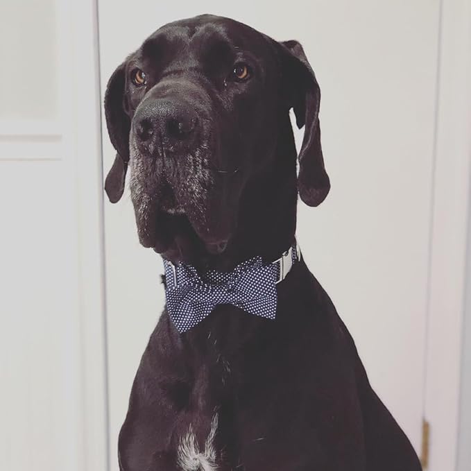 Lionet Paws Boy Dog Collar with Bowtie, Comfortable Adjustable Cute Navy Blue Bow Tie Collar for Male Puppies and Cats Gift, XXS, Neck 7-11 inches