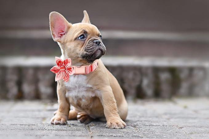 Lionet Paws Dog Collar with Flower, Soft and Comfortable, Adjustable Collar for X-Large Dogs Girl, Neck 16-26 inches