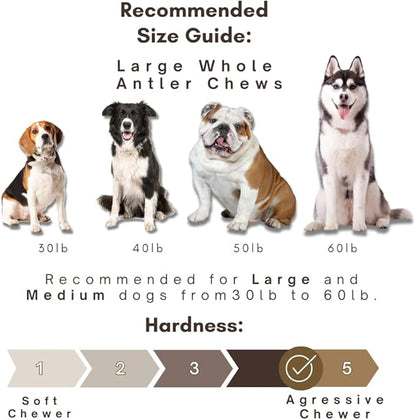 WhiteTail Naturals (3 Pack Deer Antlers for Large Dogs, Antler Dog Chews - Crafted in USA Dog Antler - Long Lasting Bone for Aggressive Chewers