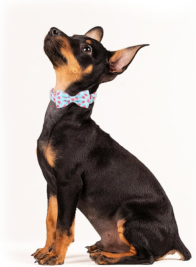 Summer Dog Collar with Bow Tie, Charm Watermelon Bowtie Dog Collar, Durable Adjustable Cotton Pet Collar for Small Medium Large Dogs M
