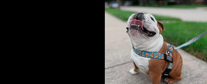 BULLHUG Adjustable Dog Harness– No Pull, No Choke – for English Bulldogs, French Bulldogs, Pugs & Broad-Chested Breeds – Easy, Safe Walks (Watermelon, Medium)