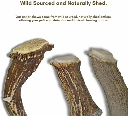 WhiteTail Naturals (3 Pack Deer Antlers for Large Dogs, Antler Dog Chews - Crafted in USA Dog Antler - Long Lasting Bone for Aggressive Chewers