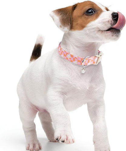 Faygarsle Floral Dog Collar, Pink and Orange Pattern with White Flowers, Spring Summer Design for Small Medium Large Dogs S