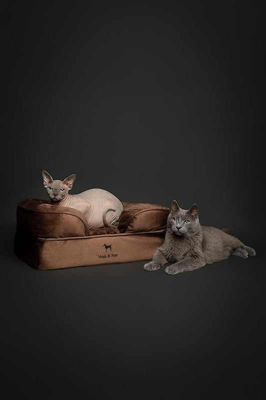 NOAH & PAW Small Dog Bed, 20x15x8 Inch, Cat Bed for Indoor Cats, Orthopedic Eggshell Memory Foam Infused with Cooling Gel, Waterproof Inner Cover Machine Washable (Velvet Collection)