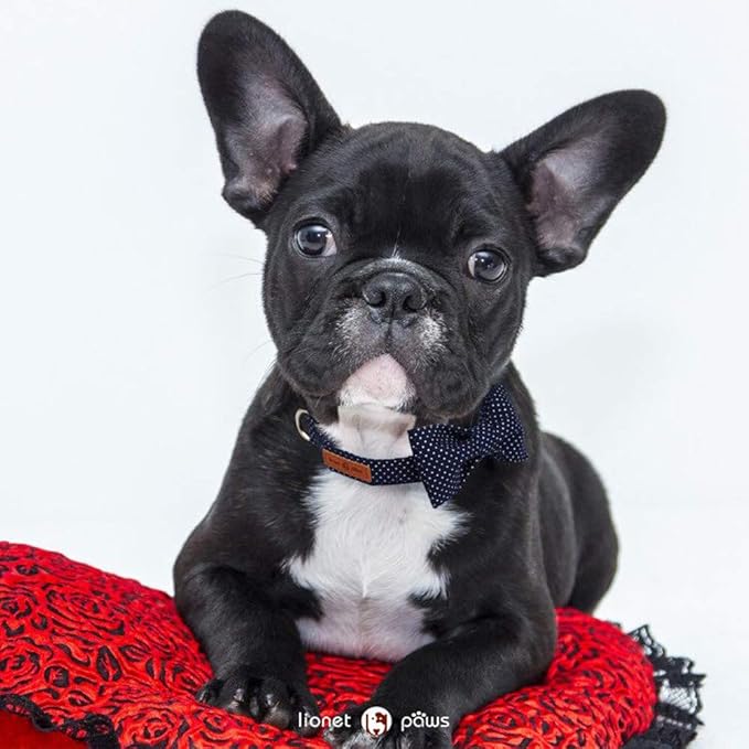 Lionet Paws Boy Dog Collar with Bowtie, Comfortable Adjustable Cute Navy Blue Bow Tie Collar for Male Dogs Gift, Small, Neck 10-16 inches
