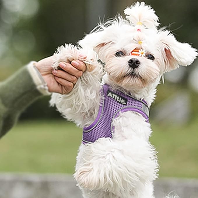 AIITLE Comfortable Dog Harness and Leash Set for Walking - Step in Vest Harness,Reflective Bands, Adjustable No Pull Puppy Essentials, for Small Dogs and House Cats Purple XS