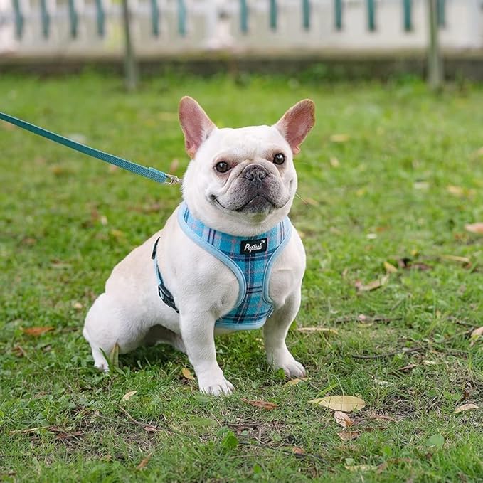 PUPTECK Soft Mesh Dog Harness and Leash Set Pet Puppy Cat Comfort Padded Vest No Pull Harnesses, Light Blue, M