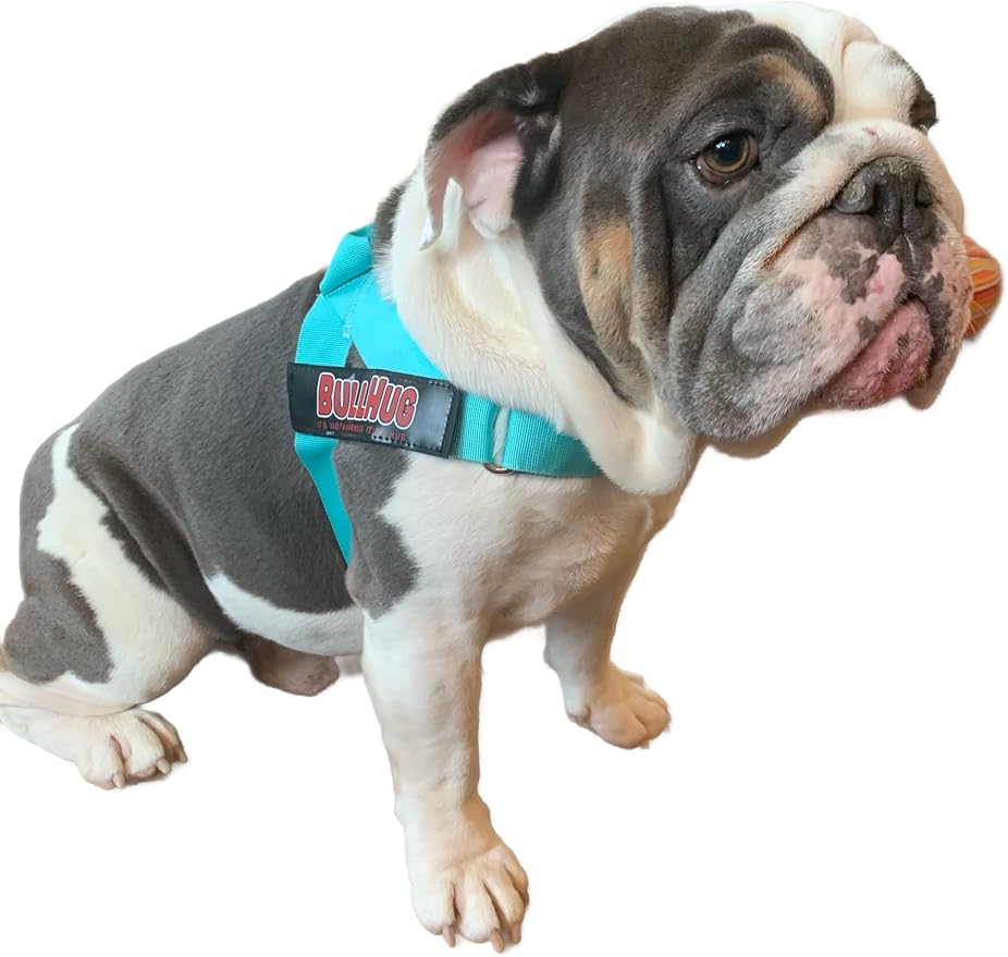 BULLHUG Adjustable Dog Harness– No Pull, No Choke – for English Bulldogs, French Bulldogs, Pugs & Broad-Chested Breeds – Easy, Safe Walks (Tiff Blue, Medium)