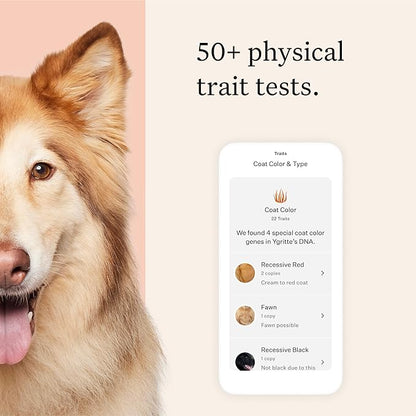 Wisdom Panel Premium Dog DNA Kit: Most Comprehensive with 265+ Health Tests, Identify 365+ Dog Breeds, 50+ Traits, Relatives, Ancestry, Genetic Diversity - Pack of 1