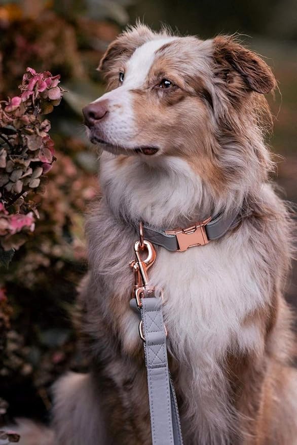 Soft Leather Dog Collar and Leash (6.6') Set - Stylish Rose Gold Heavy Duty Metal Buckle, 4 Adjustable Lengths Leash for Small Medium Large Dogs - Comfortable & Easy to Clean Grey M(13.8"-19.7")