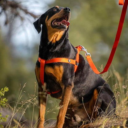 Blueberry Pet Essentials Dog Harness and Leash Set - Large Orange Vermilion Dog Collar and Leash Set for Eco-Conscious Owners, Adjustable, Durable, 4 ft Leash, Ideal for Active Pet Parents
